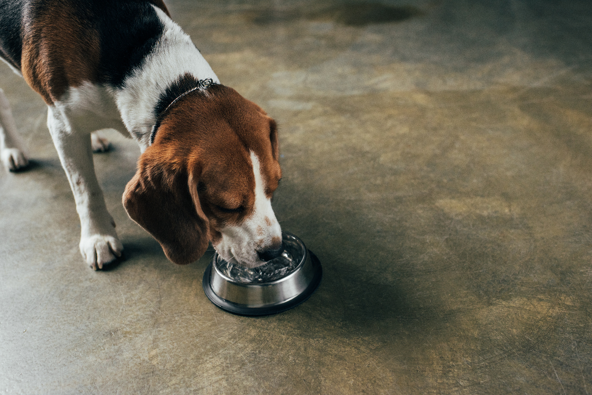 Read more about the article How filtered water benefits your pets